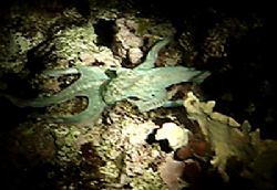 A blue Caribbean Octopus taken with a Sony DSC-X7 no stro... by Don Bricker 